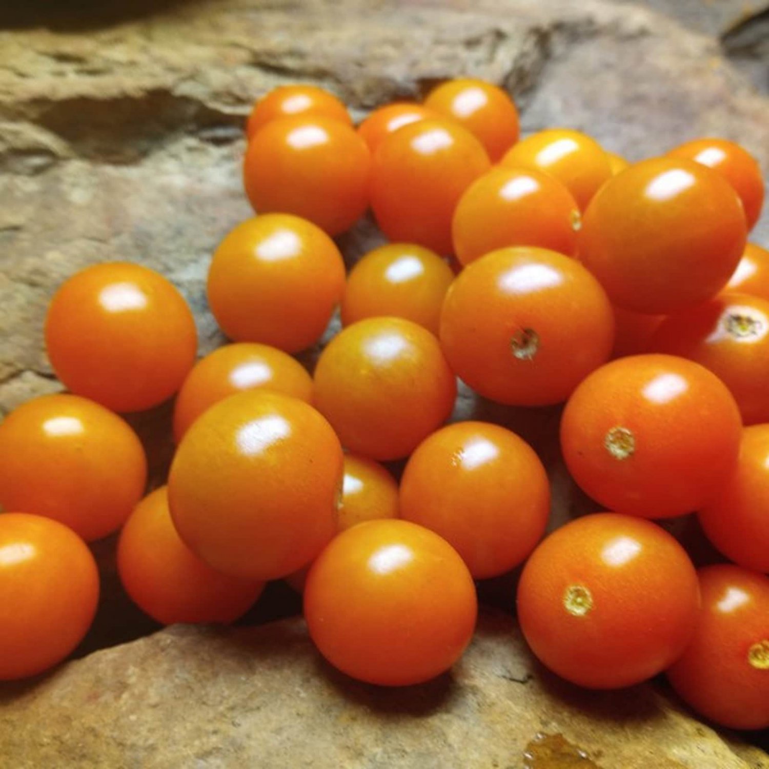 Sungold Select 2 Tomato Seed Non Can Save Seed Naturally And Organically Grown Rare Hard To Find