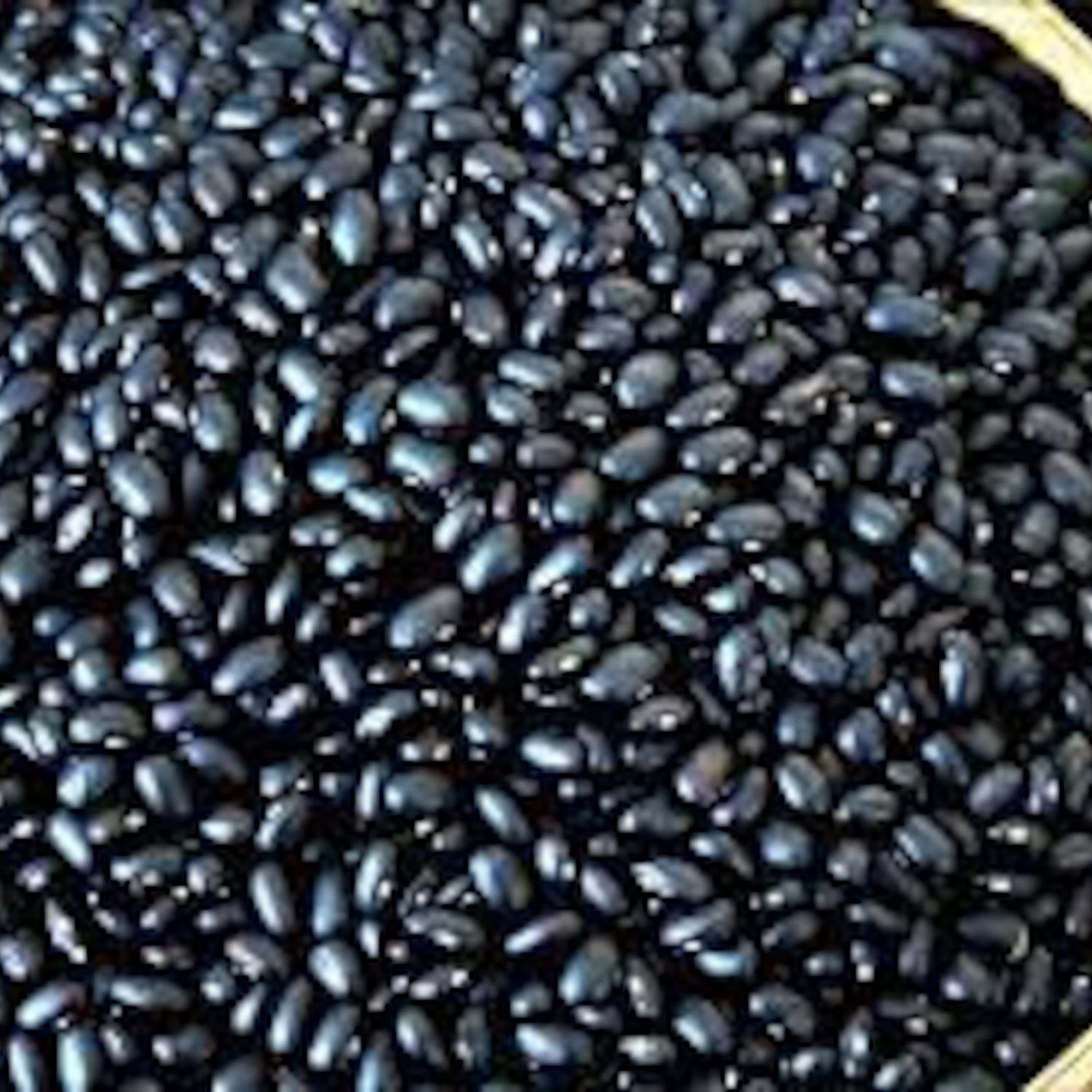 Black Coco Dry Bush Bean Seeds Grown To Organic Standards Rare Dry Soup Bean Seed