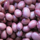 Lila Bush Dry Bean Central American Aka Frijole Apetito Pale Purple Bean Seeds Grown To Organic Stan