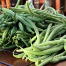 Blue Lake Pole Snap Bean 50 Seeds Vegetable Seeds Snap Bean Seed Packets
