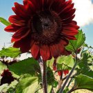 Velvet Queen Sunflower Flower Seeds Vegetable Seeds Seed Packets
