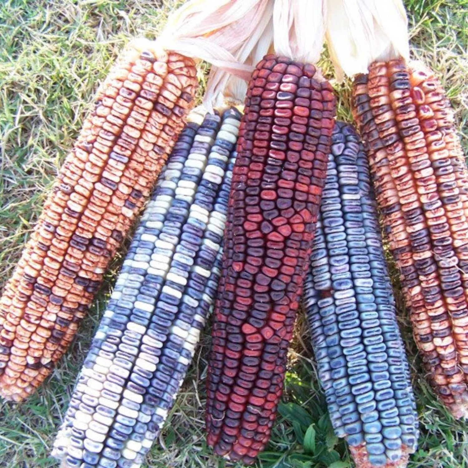 Kentucky Rainbow Dent Corn Seeds Vegetable Seeds Seed Packets Grind Your Own