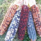 Kentucky Rainbow Dent Corn Seeds Vegetable Seeds Seed Packets Grind Your Own