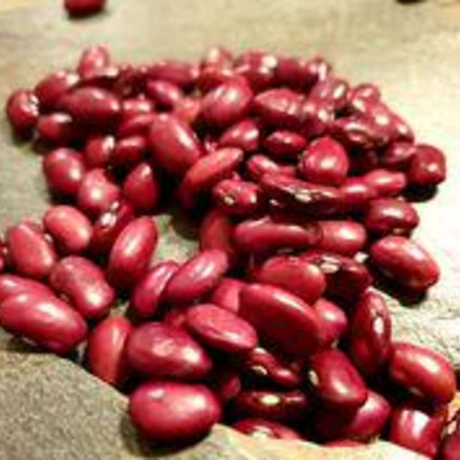 Hidatsa Red Dry Bush Bean Seeds Vegetable Seeds Seed Packets American