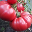 Crnkovic Yugoslavian Beefsteak Tomato Seeds Vegetable Seeds Seed Packets