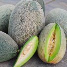Bateekh Samara Melon 25 Rare Seeds Vegetable Seeds Seed Packets 1000 Years
