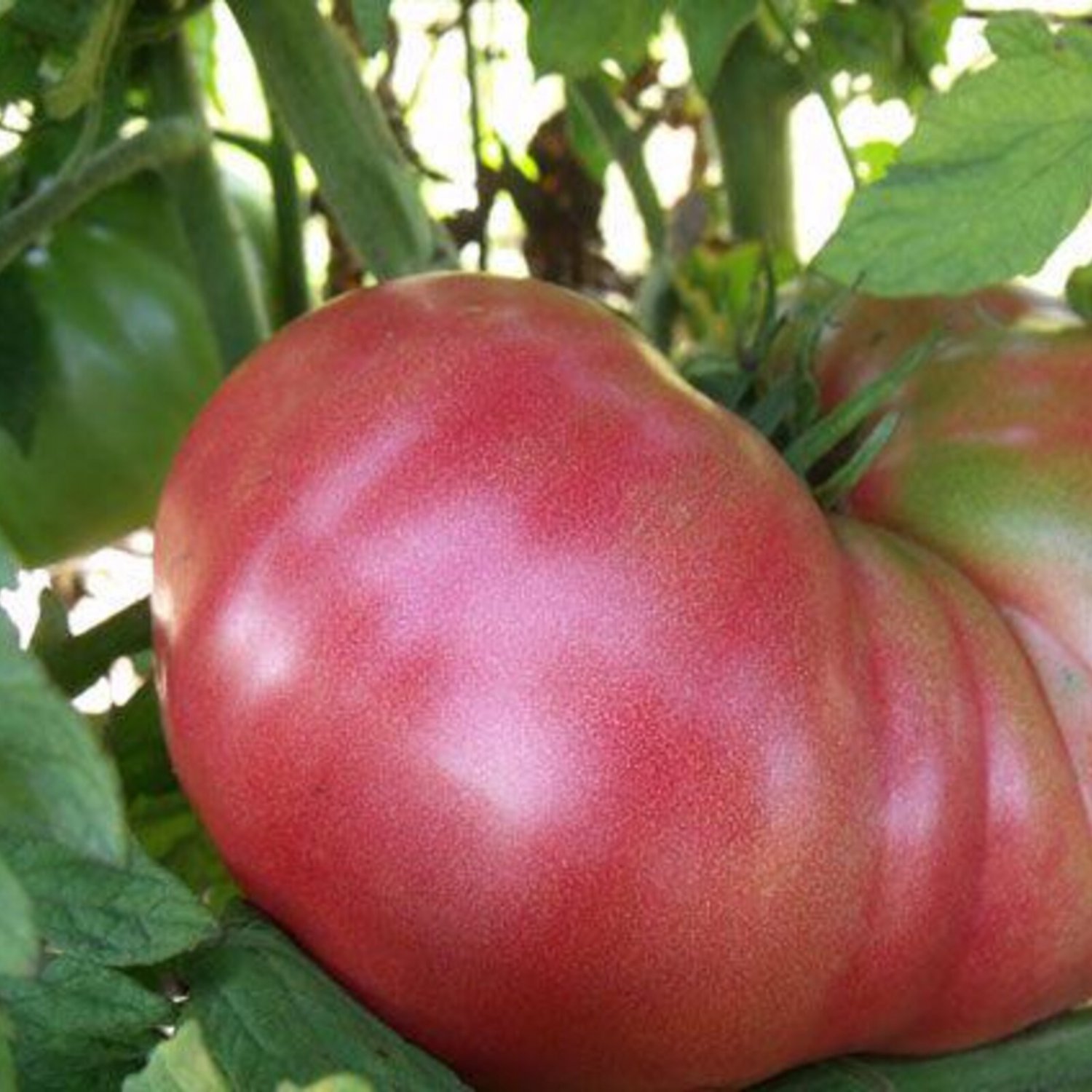 Dester Tomato Seeds Vegetable Seeds Seed Packets