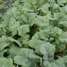 Madeley English Kale Seeds Vegetable Seeds Seeds