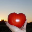 Sunsets Red Horizon Tomato Russian Seeds Vegetable Seeds Seed Packets Rostova
