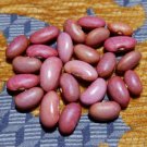 King City Pink Dry Bush Bean 30 Californian Seeds John Steinbeck Mentioned These Book