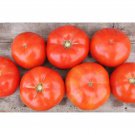 Trophy Tomato Seeds Vegetable Seeds Seed Packets