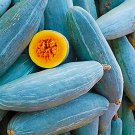 Guatemalan Blue Winter Squash Seeds Vegetable Seeds Seed Packets South America
