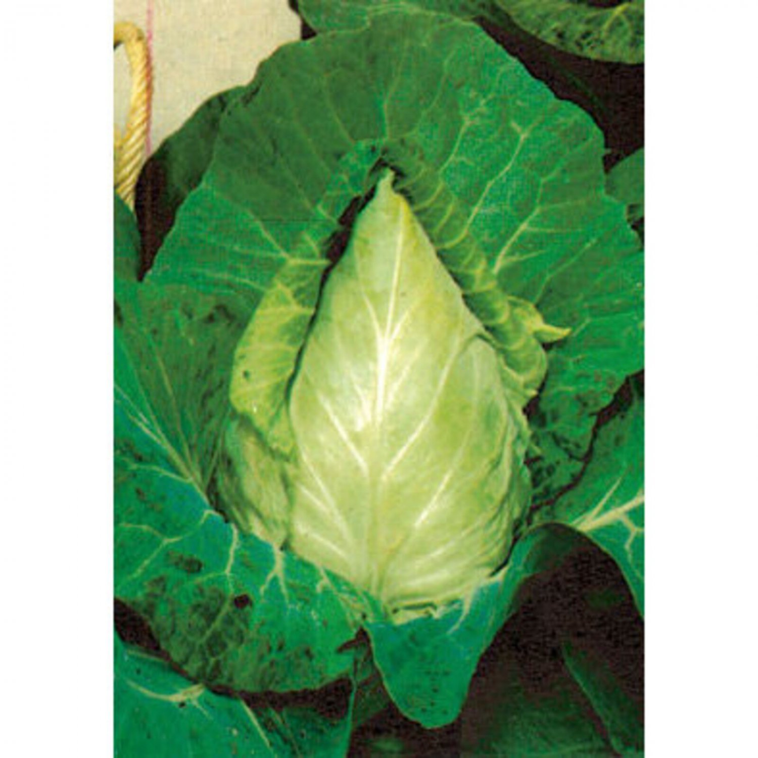 Cuor Di Bue Grosso Cabbage Seeds Vegetable Seeds Seed Packets Italian