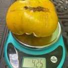 Porkchop Tomato 20 Seeds Vegetable Seeds Seed Packets Brad Gates Wild Boar