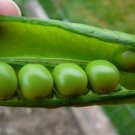 Lincoln Homesteader Pea Seeds Vegetable Seeds Seed Packets English