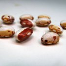 Hidatsa Shield Figure Pole Dry Bean Seeds Vegetable Seeds American