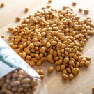 Yellow Indian Woman Bush Dry Bean Seeds Grown To Organic Standards Swedish Settlers
