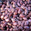 Hopi Purple String Dry Bush Green Bean Aka Rio Zape Seeds Grown To Organic Standards