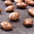 Pinto Bush Bean Southwest Seeds Grown To Organic Standards Make Refried Bean Choice