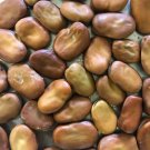 Broad Windsor Fava Bean Seeds Grown To Organic Standards English Favorite Cool Weather