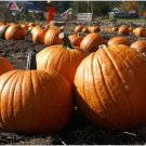 Howden Pumpkin Seeds Grown To Organic Standards