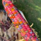 Glass Gem Popcorn Seeds Vegetable Seeds Seed Packets Cherokee