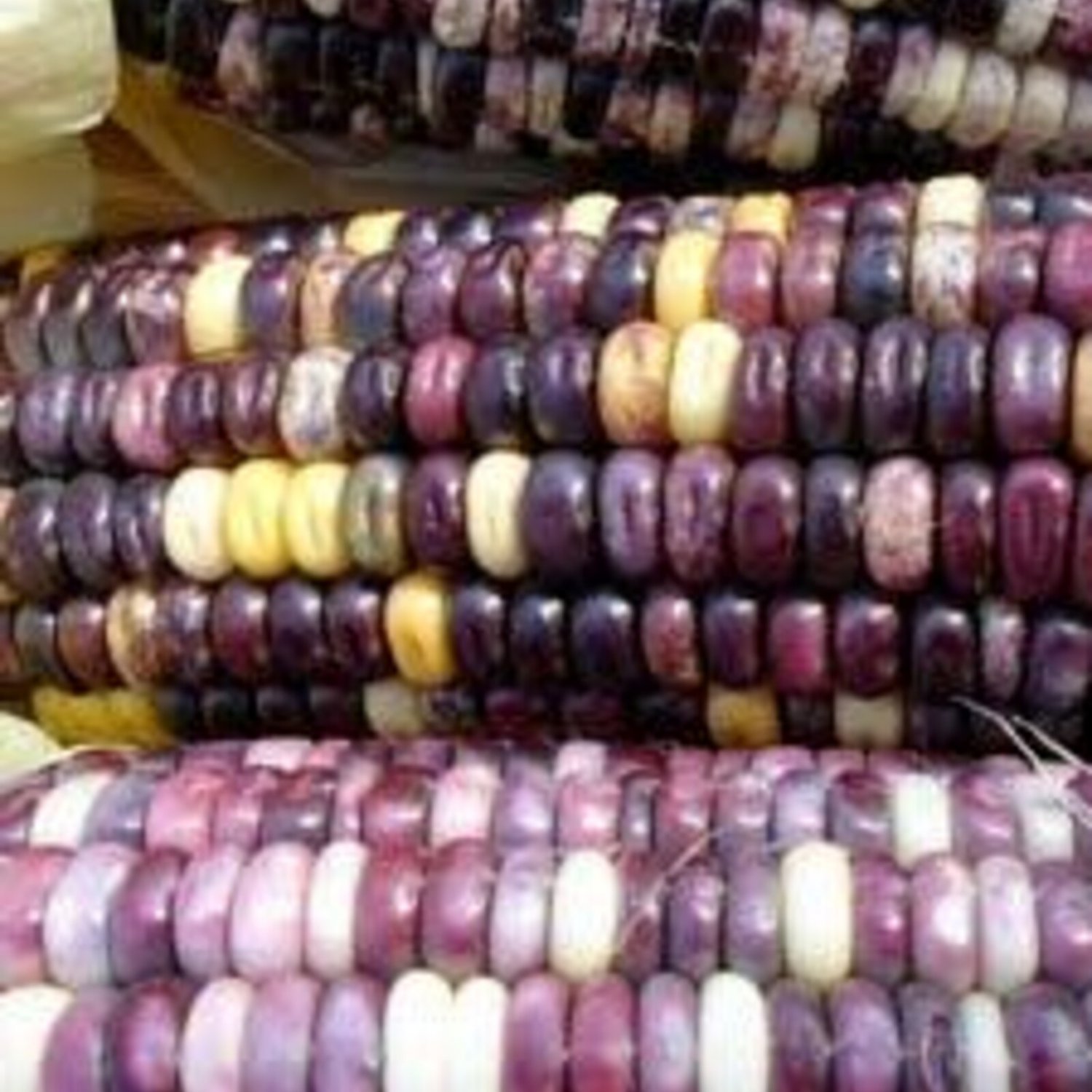 Cherokee White Eagle Speck Dent Corn 25 Seeds Vegetable Seeds Seed Packet