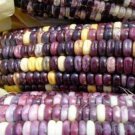 Cherokee White Eagle Speck Dent Corn 25 Seeds Vegetable Seeds Seed Packet