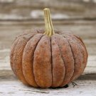 Kogiku Winter Squash Seeds Vegetable Seeds Seed Packets Japanese