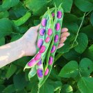 Scarlet Runner Pole Bean Seeds Grown To Organic Standards Seed Packets