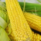 Corn Buhl Sweet Corn Seed Hard To Find Productive Sweet Corn Naturally Grown