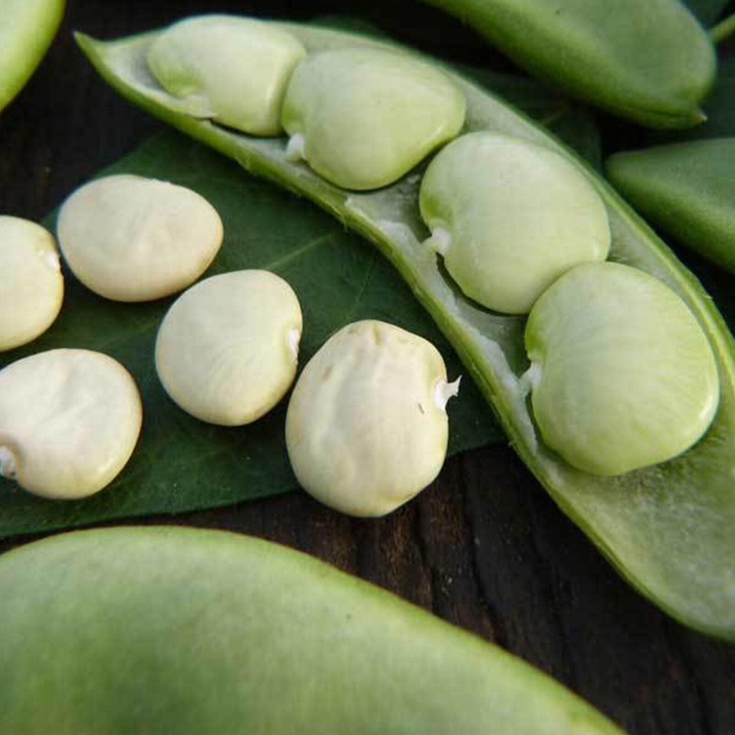 Early Thorogreen Bush Lima Bean Seeds Vegetable Seeds Seed Packets