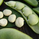 Early Thorogreen Bush Lima Bean Seeds Vegetable Seeds Seed Packets