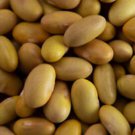 Mayocoba Bush Dry Bean Aka Canario Or Peruano Bean Peruvian Seeds Grown To Organic Standards