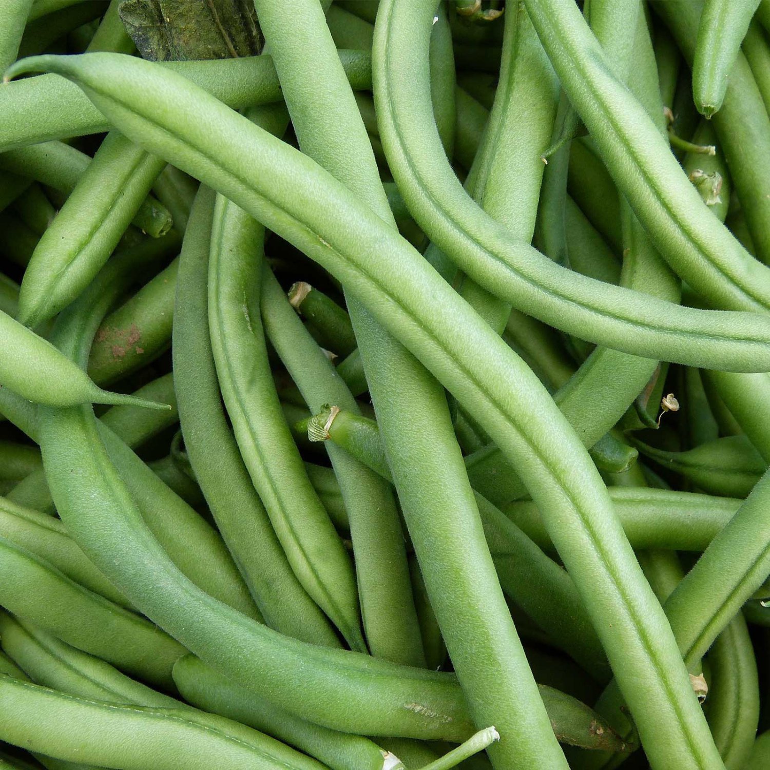 Blue Lake Bush Bean Seeds Open Pollinated Vegetable Gardening