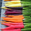 Rainbow Carrot Seeds Vegetable Gardening