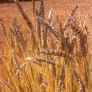 Wheat Seeds Red Fife Wheat Vegetable Gardening