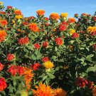 Organic Flower Seeds Safflower Corrales Azafran Garden Pollinator Flowers Orange Flowers