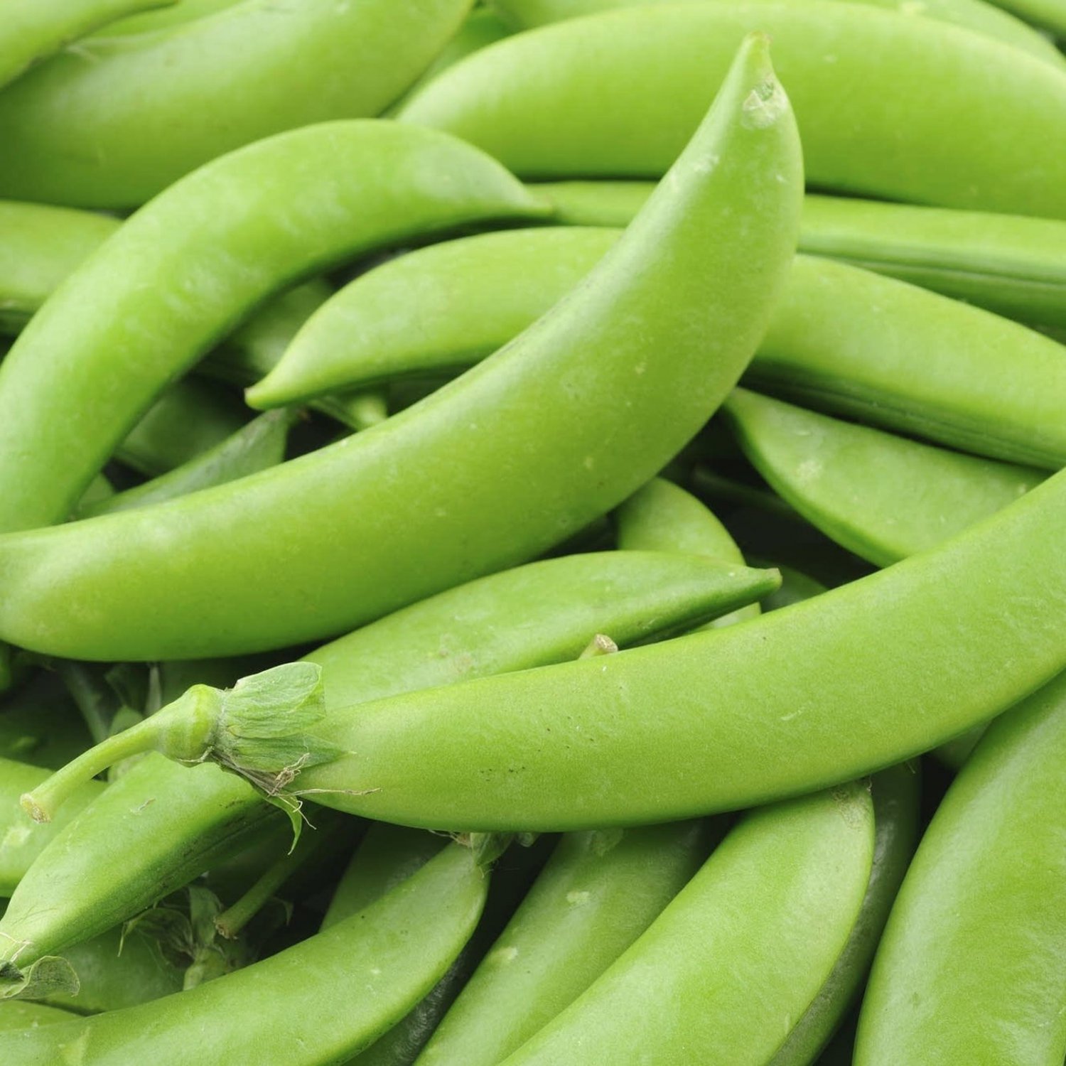 Pea Seeds Sugar Snap Pea Seeds Vegetable Gardening Open Pollinated