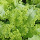 Mustard Greens Seeds Southern Giant Vegetable Gardening