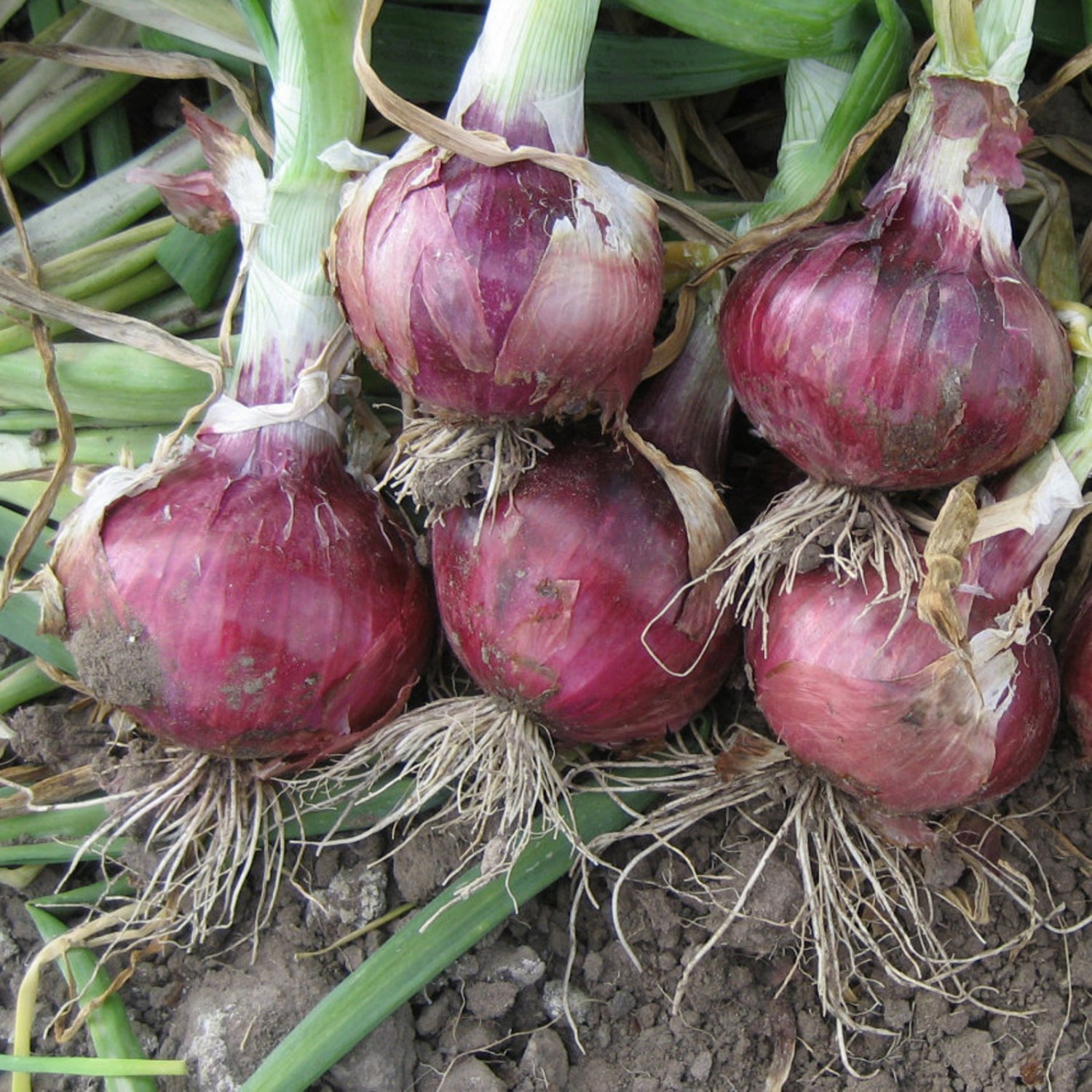 Onion Seeds Red Creole Short Day Vegetable Gardening