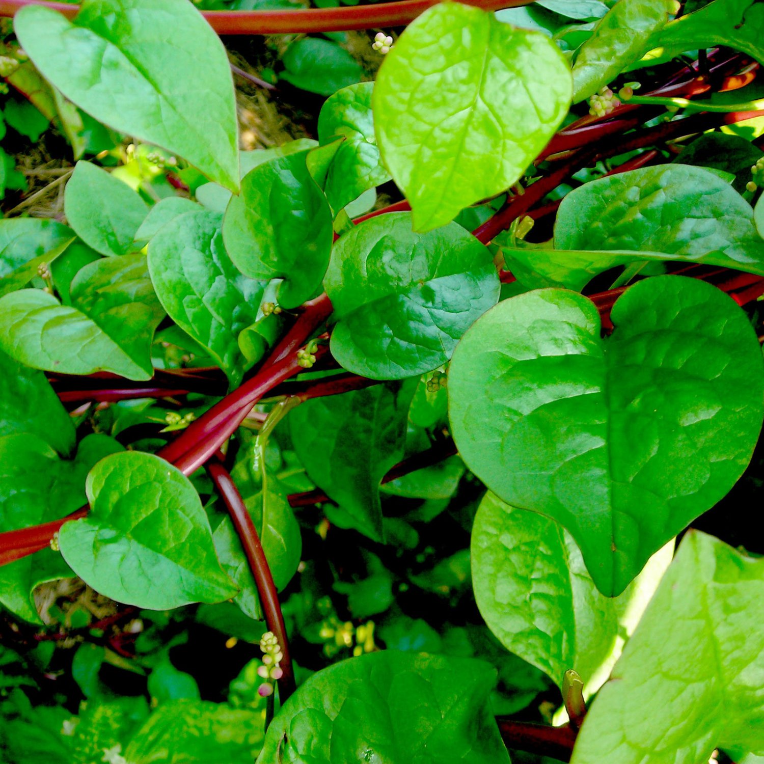 Spinach Seeds Malabar Spinach Red Stem Open Pollinated Vegetable Gardening