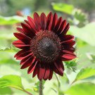 Flower Seeds Chocolate Cherry Sunflower Cut Flowers Bouquet Flowers Floral Gardening