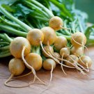 Turnip Seeds Golden Ball Turnip Seeds Open Pollinated Vegetable Gardening