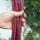 Ed Noodle Long Bean Seeds Vegetable Gardening