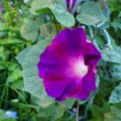 Flower Seeds Morning Glory Grandpa Ott Garden Pollinator Flowers Save The Bees Vegetable Gardening