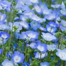 Baby Blue Eyes Seeds Nemophila Menziesii Annual Flowers Ground Cover Native Wildflower Pollinator Fl