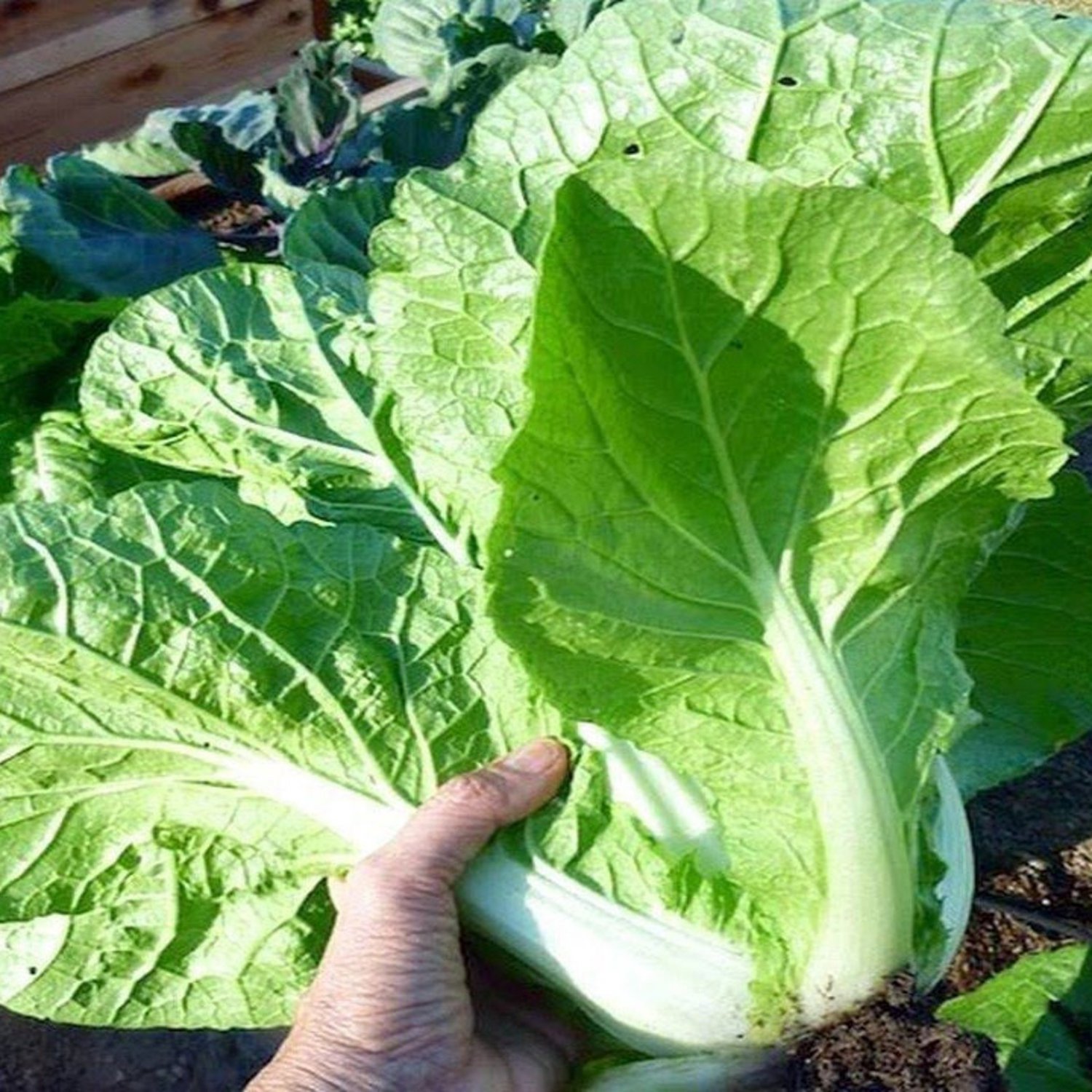 Cabbage Seeds Michihili Chinese Cabbage Vegetable Gardening