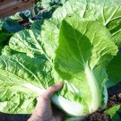 Cabbage Seeds Michihili Chinese Cabbage Vegetable Gardening