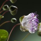 Caper Seeds Herb Seeds Grow Your Own Kitchen Herbs Vegetable Gardening